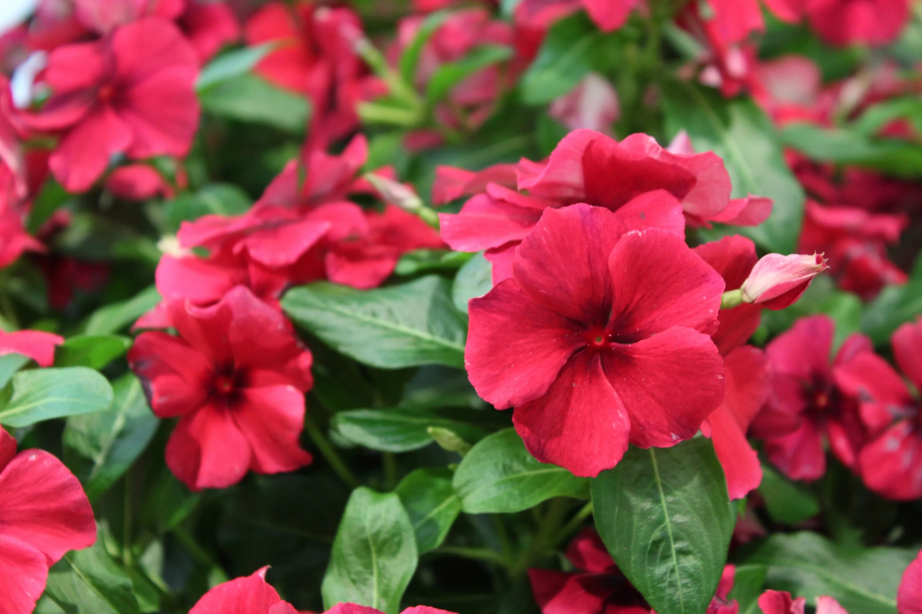 Катарантус тату фото Vinca, Tattoo 'Black Cherry' - Wilson's Garden Center