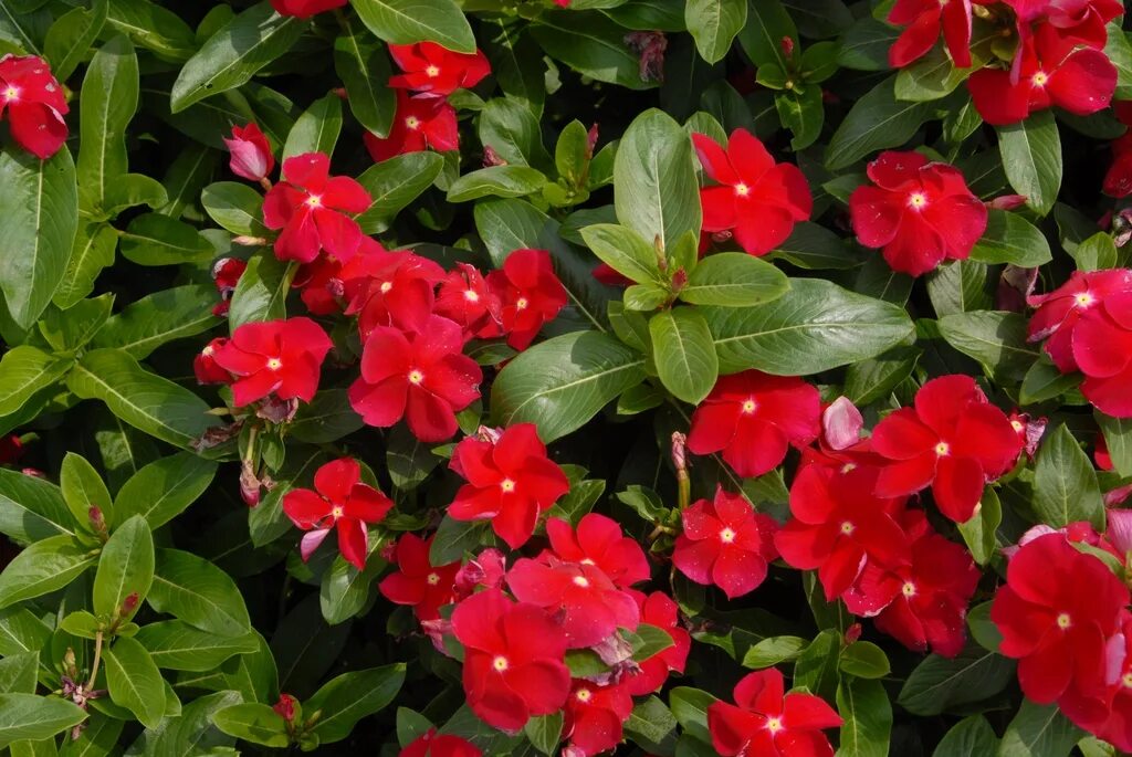 Катарантус в грунте фото Annual Vinca - Catharanthus roseus North Carolina Extension Gardener Plant Toolb