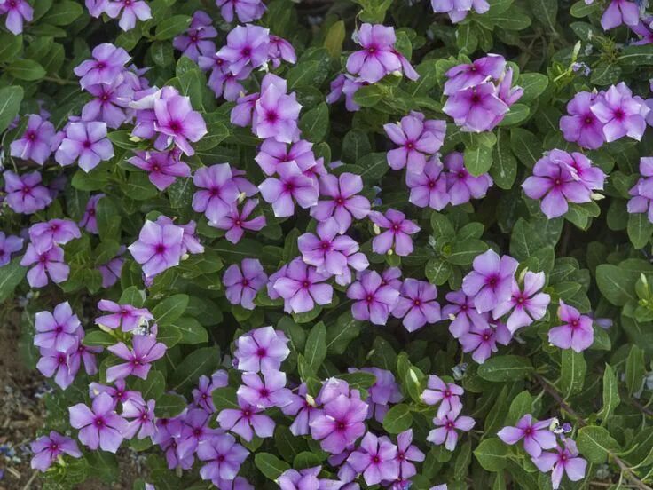 Катарантус в грунте фото Catharanthus roseus (Madagascar Periwinkle) - World of Flowering Plants Planting