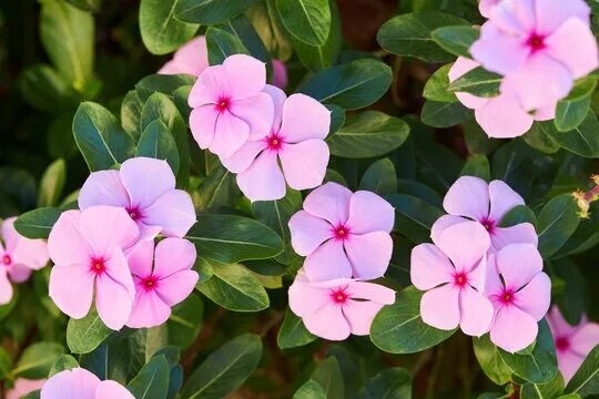 Катарантус в грунте фото Catharanthus Images - Browse 2,949 Stock Photos, Vectors, and Video Adobe Stock