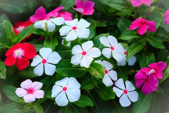 Катарантус в саду фото Catharanthus Images - Browse 2,891 Stock Photos, Vectors, and Video Adobe Stock