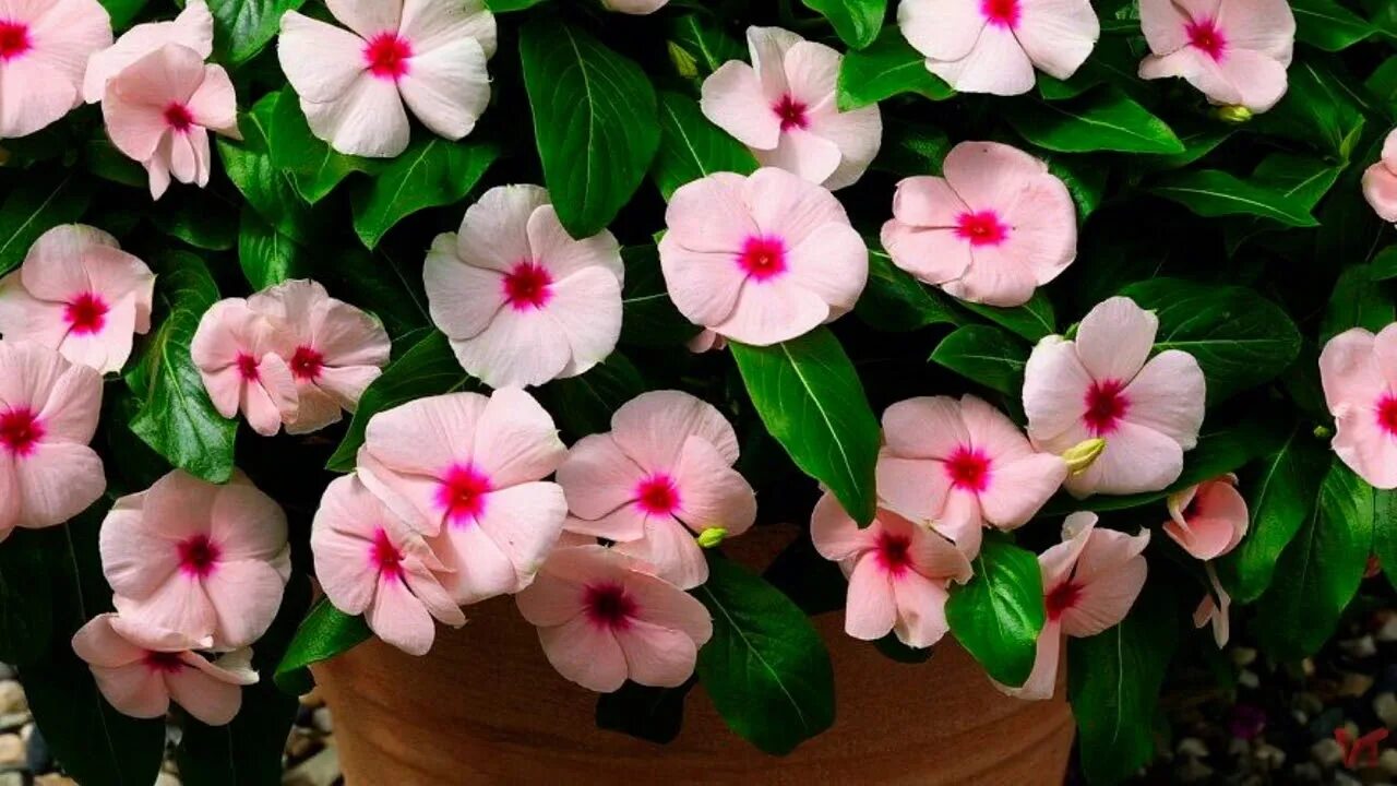 Катарантус выращивание из семян фото Катарантус (лат. Catharanthus) - YouTube