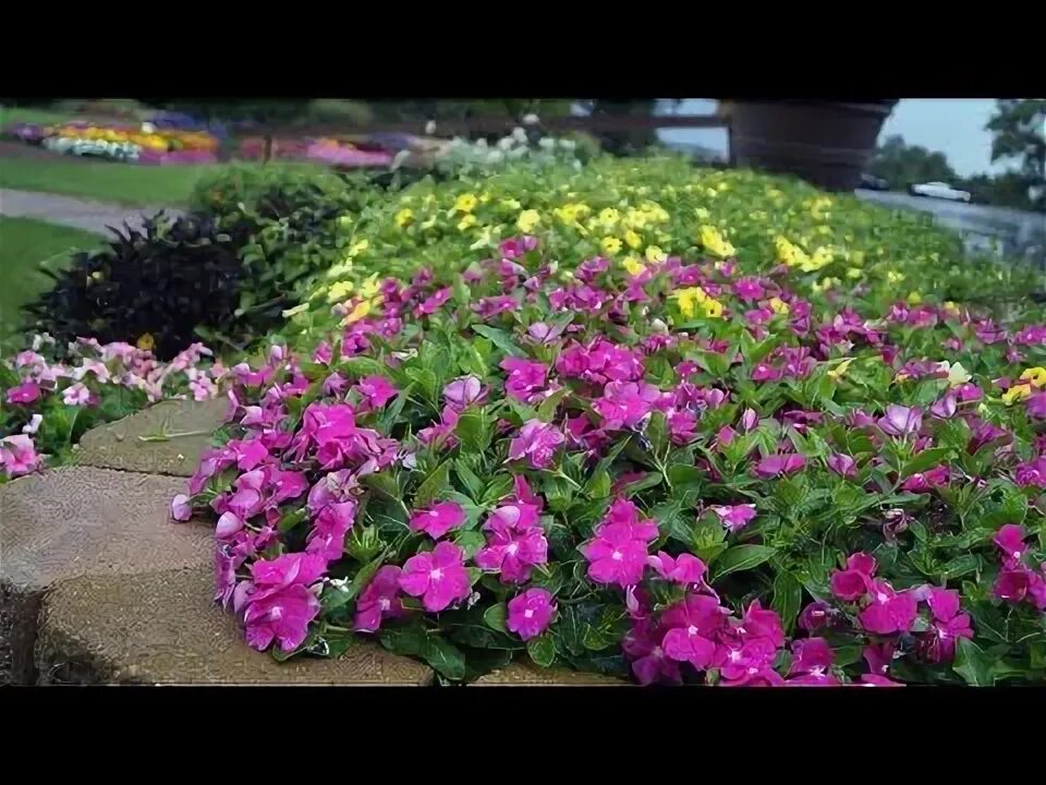 Катарантусы на клумбе фото how to grow sadhabahar/vinca flowers plants seeds - YouTube