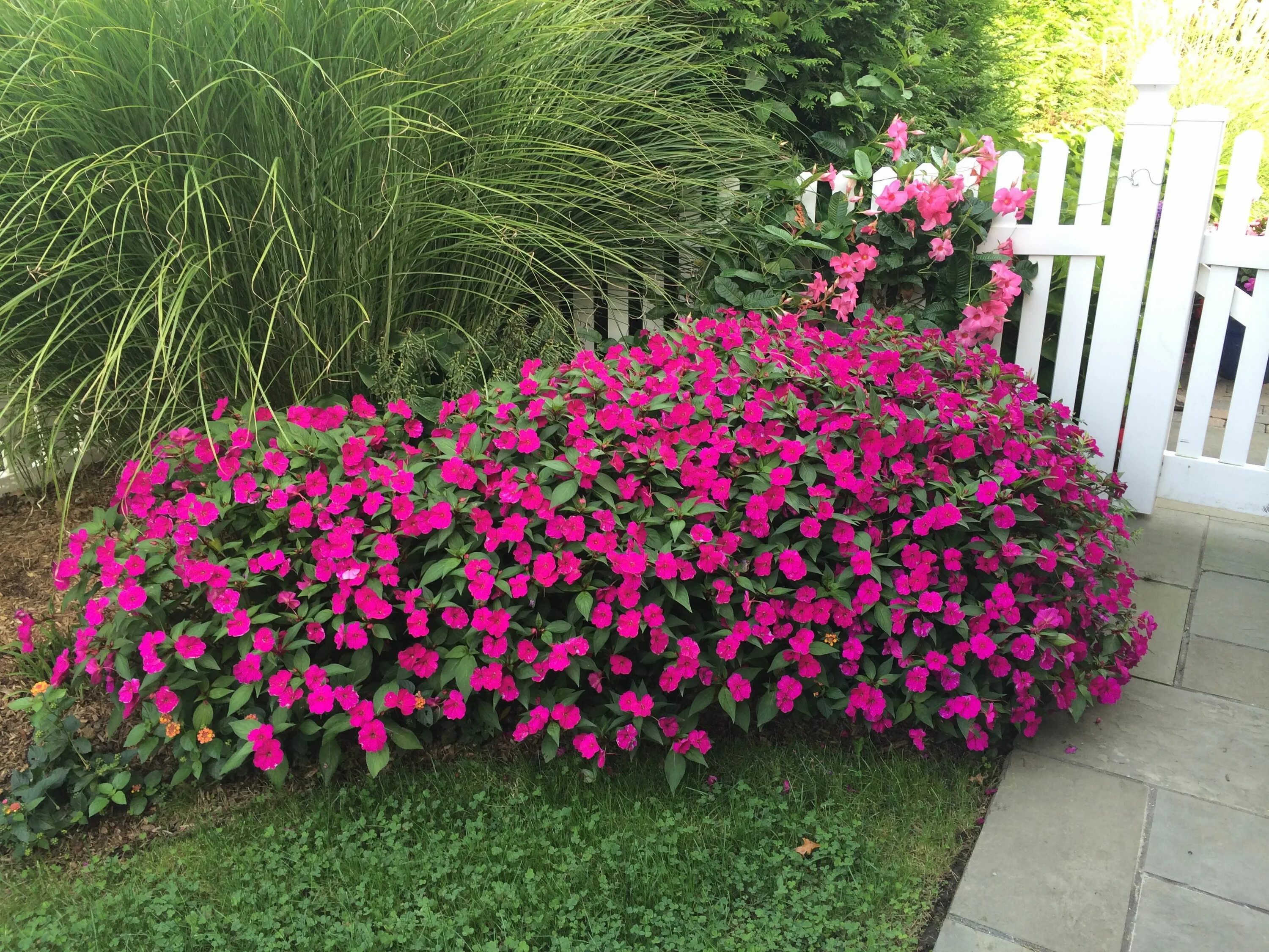 Катарантусы на клумбе фото Love impatiens because they bloom all summer long & get as big as srubs. in 2022