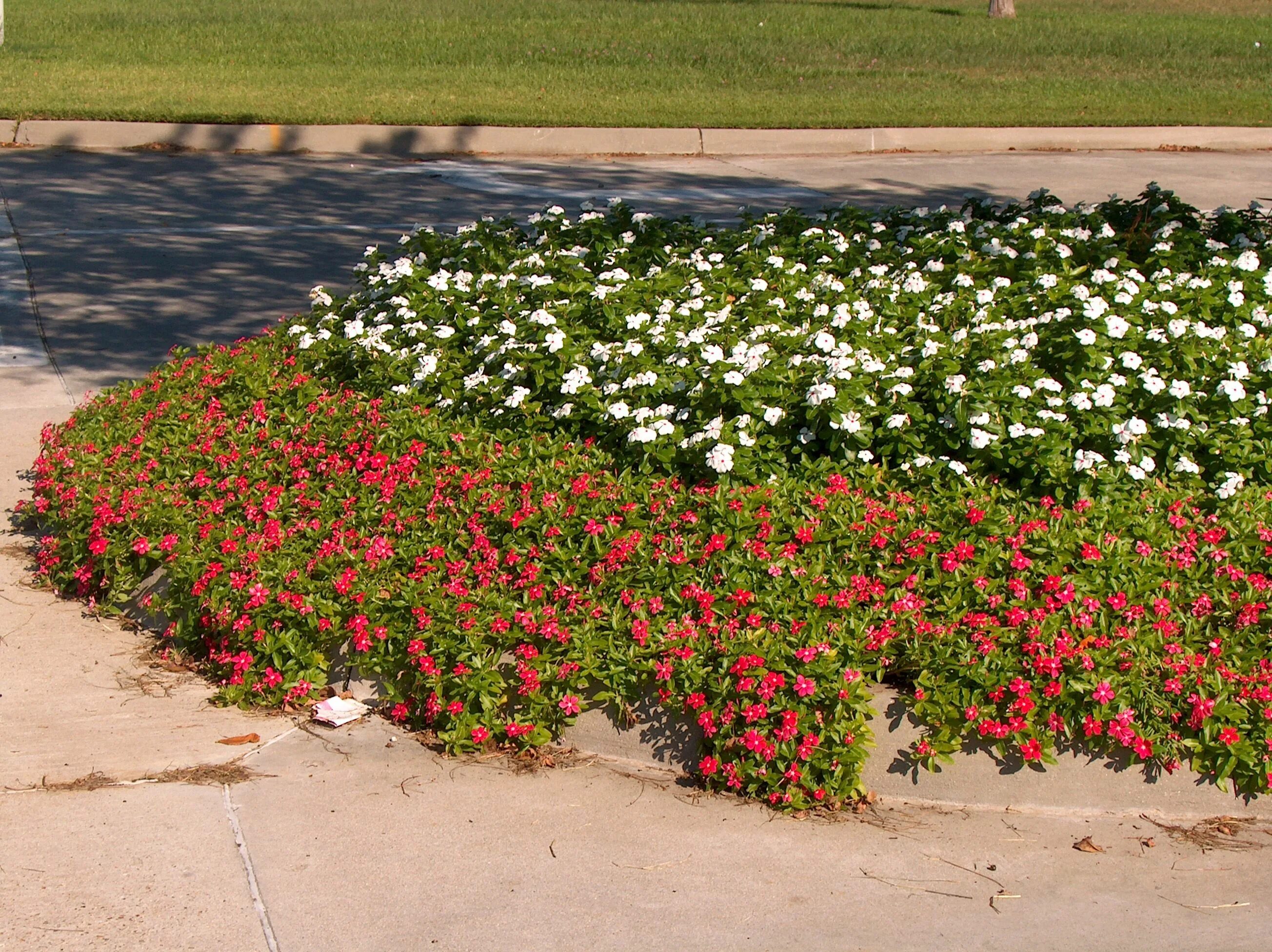 Катарантусы на клумбе фото Cr.-Catharanthus Roseus