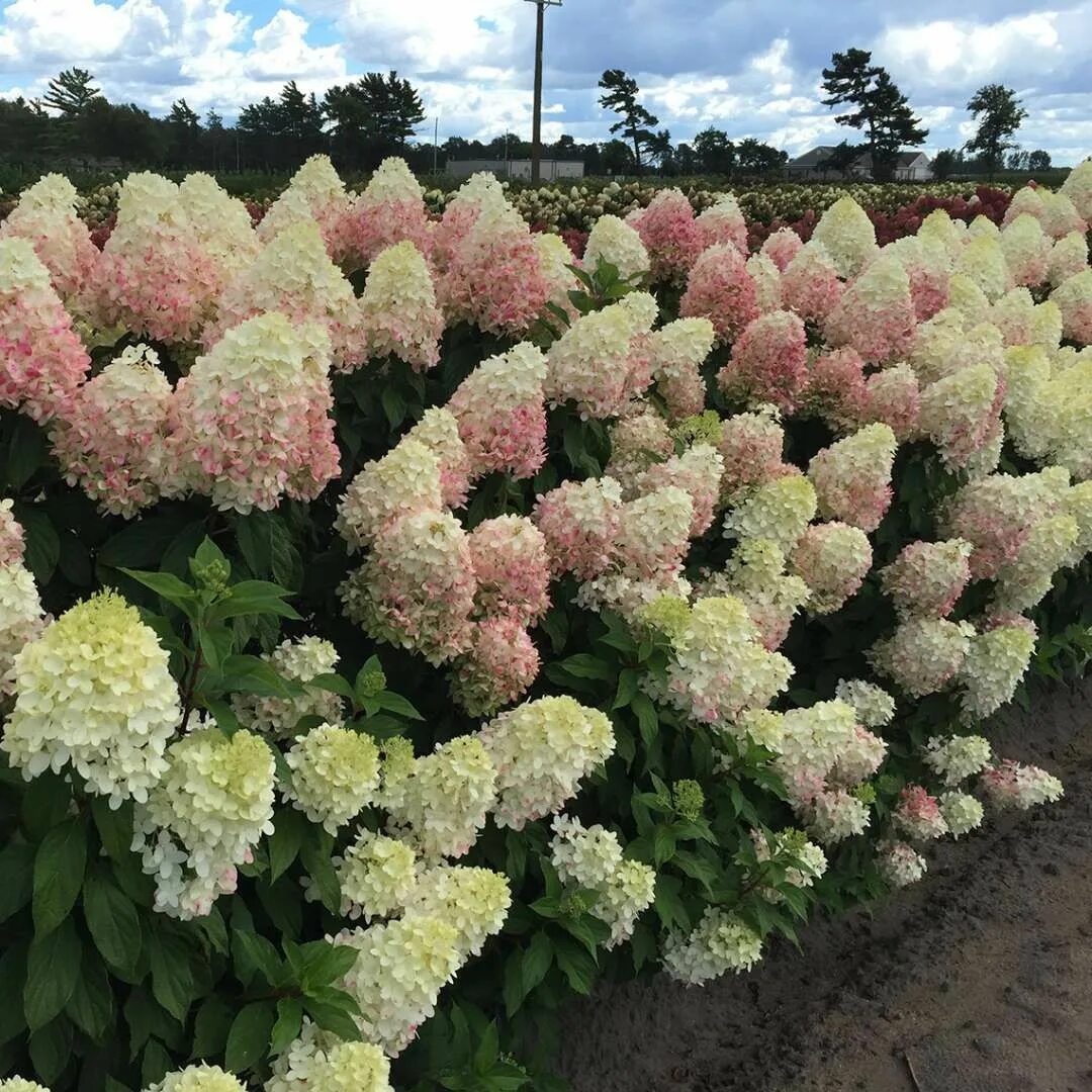 Катон крем гортензия описание метельчатая фото Pillow Talk Hydrangea Spring Meadow - wholesale liners - Spring Meadow Nursery H