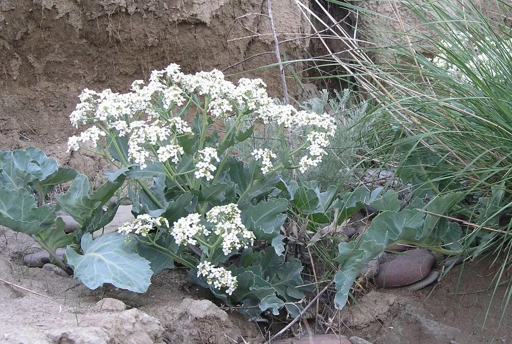 Катран овощная культура фото и описание Crambe maritima - Image of an specimen - Plantarium