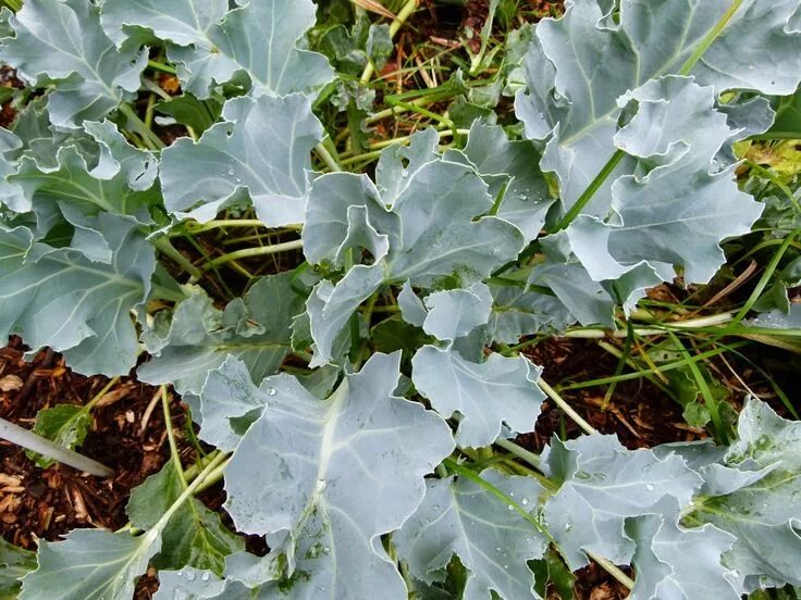 Катран овощная культура фото и описание Crambe maritima Foliage, Plants, Garden