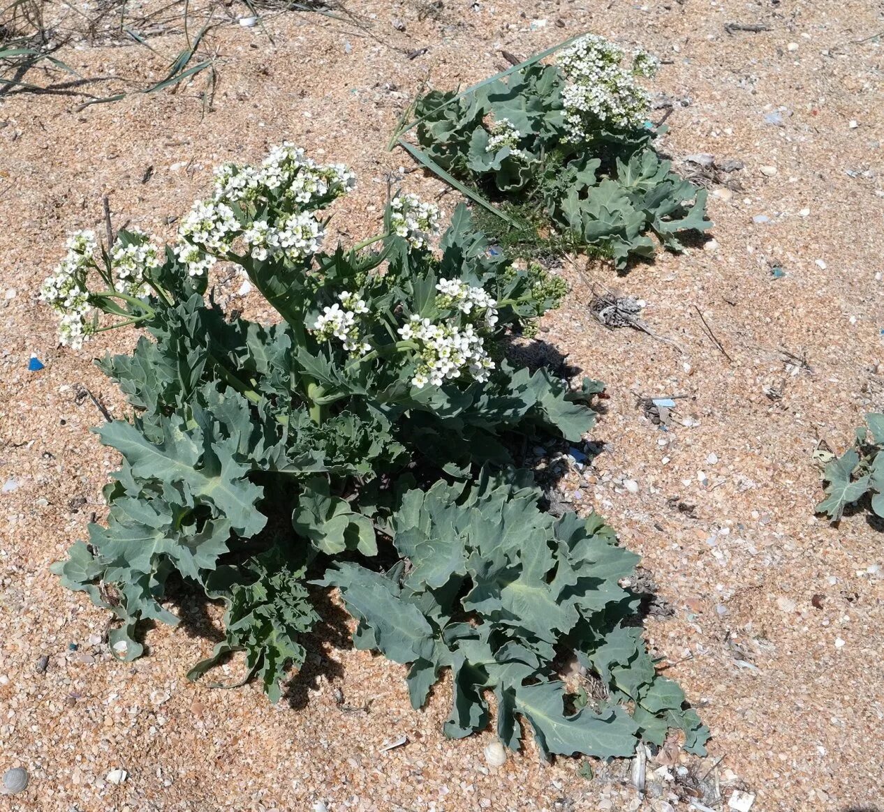 Катран овощная культура фото и описание Crambe maritima - Image of an specimen - Plantarium