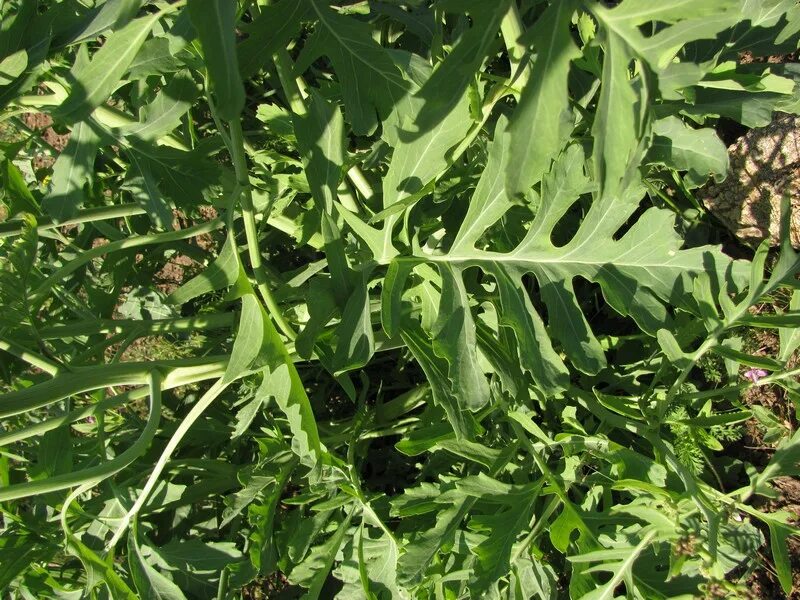 Катран овощная культура фото и описание genus Crambe - Image of an specimen - Plantarium