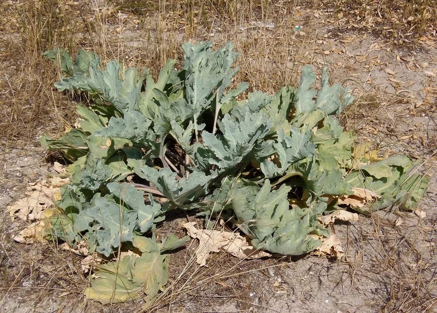 Катран овощная культура фото и описание Crambe maritima - Image of an specimen - Plantarium