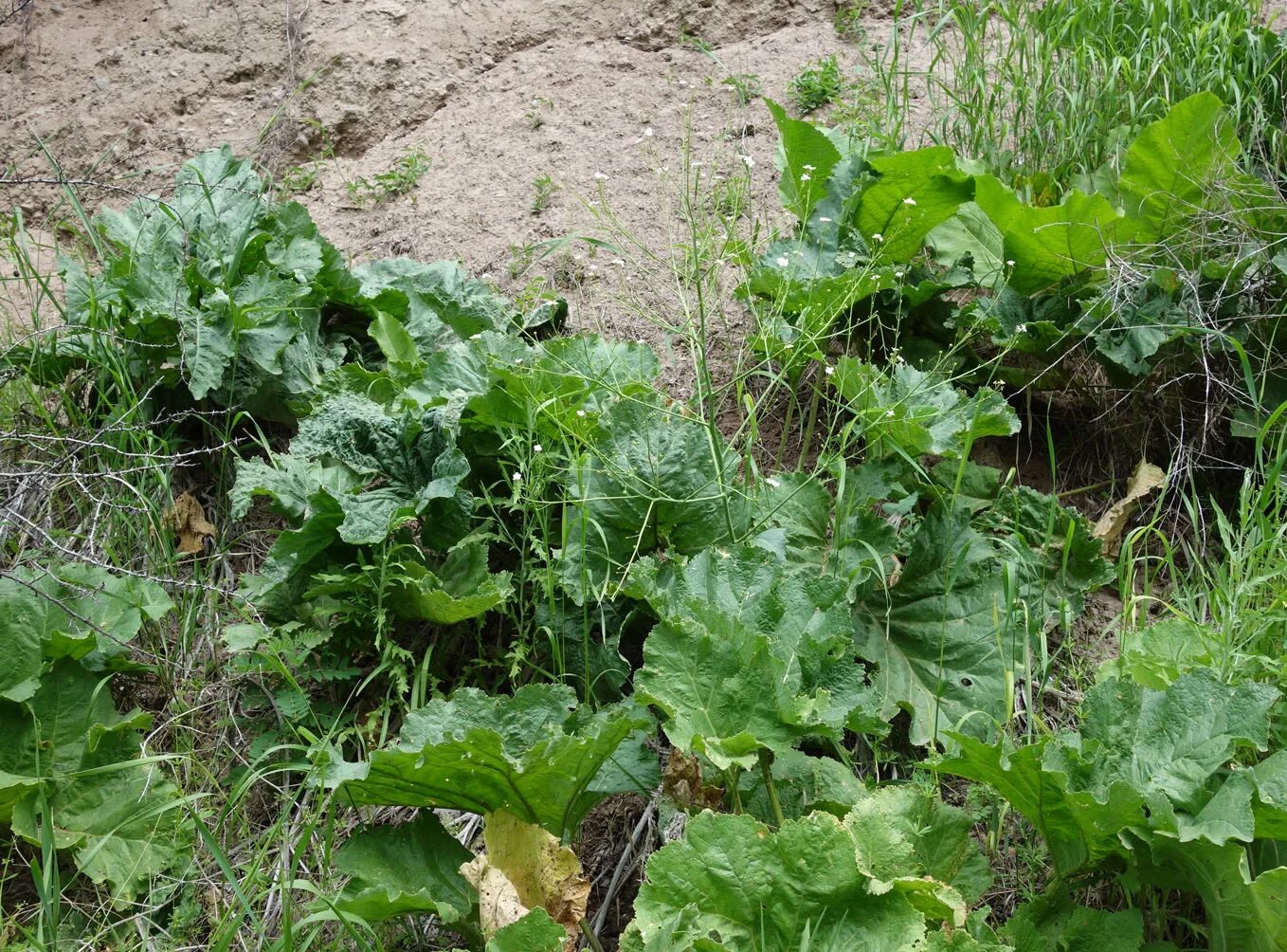 Катран овощная культура фото и описание Crambe kotschyana - Image of an specimen - Plantarium