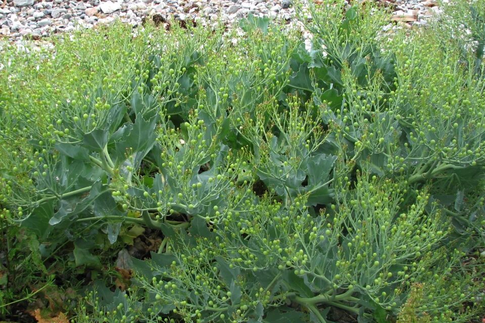 Катран овощная культура фото и описание Катран Crambe cordifolia: Подборка фото растения Натуралист Фотогалерея природы 