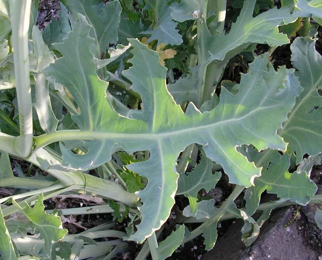 Катран овощная культура фото и описание Crambe maritima - Image of an specimen - Plantarium