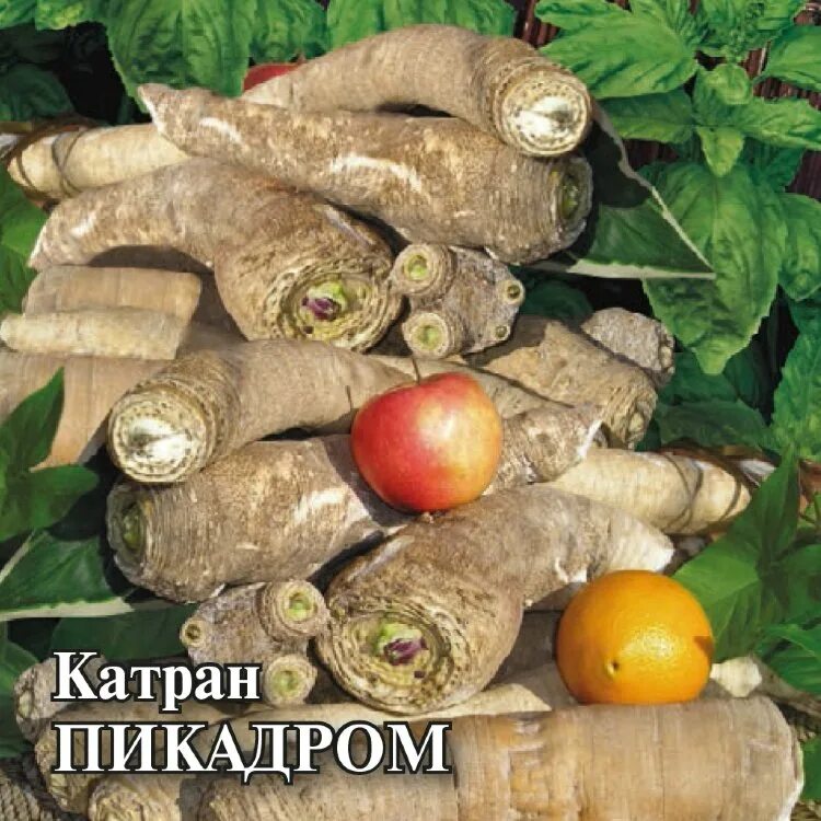 Катран семена фото ✔ Семена Катран (хрен татарский) Пикадром, 25г, Гавриш, Фермерское подворье по ц