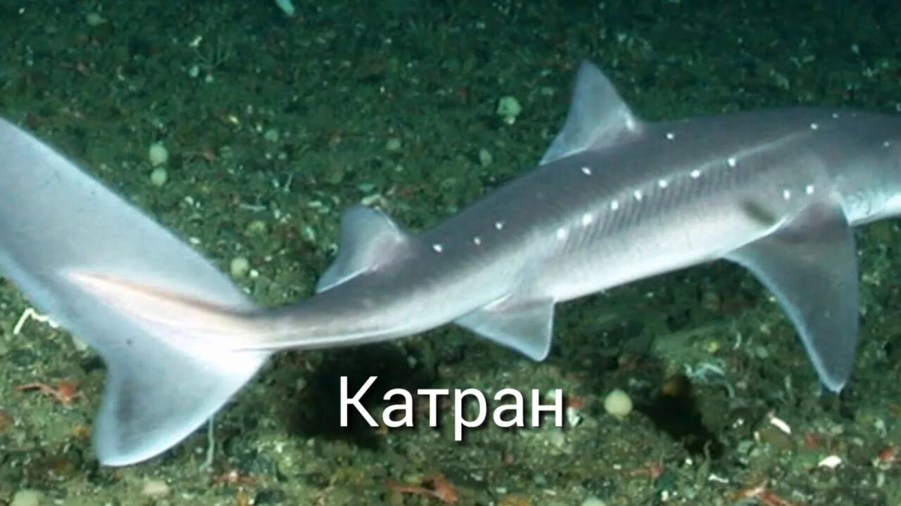 Катран в черном море фото Рыбы Китая #1. - YouTube