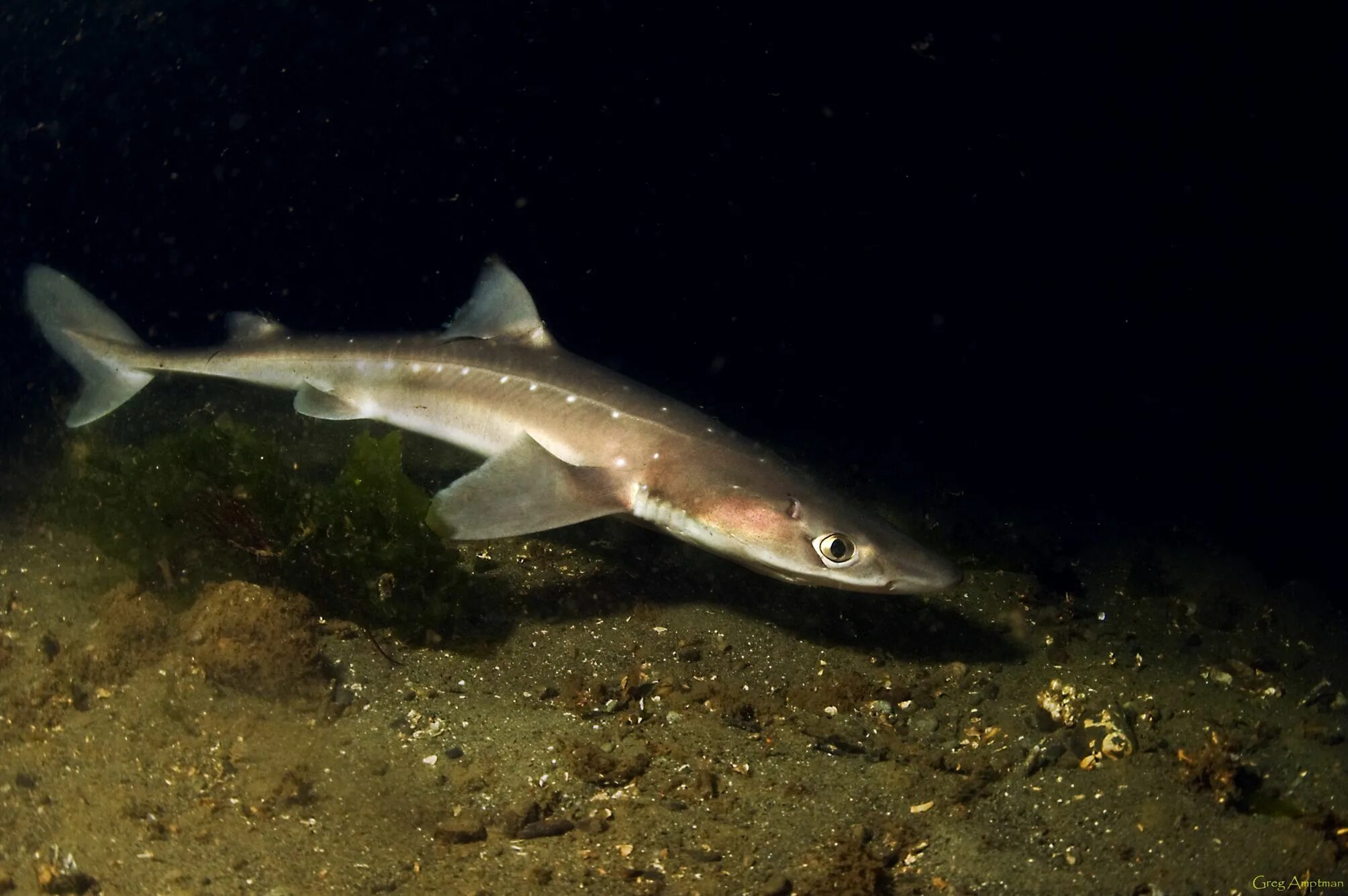 Катран в черном море фото The spiny dogfish, spurdog, mud shark, or piked dogfish, Squalus acanthias