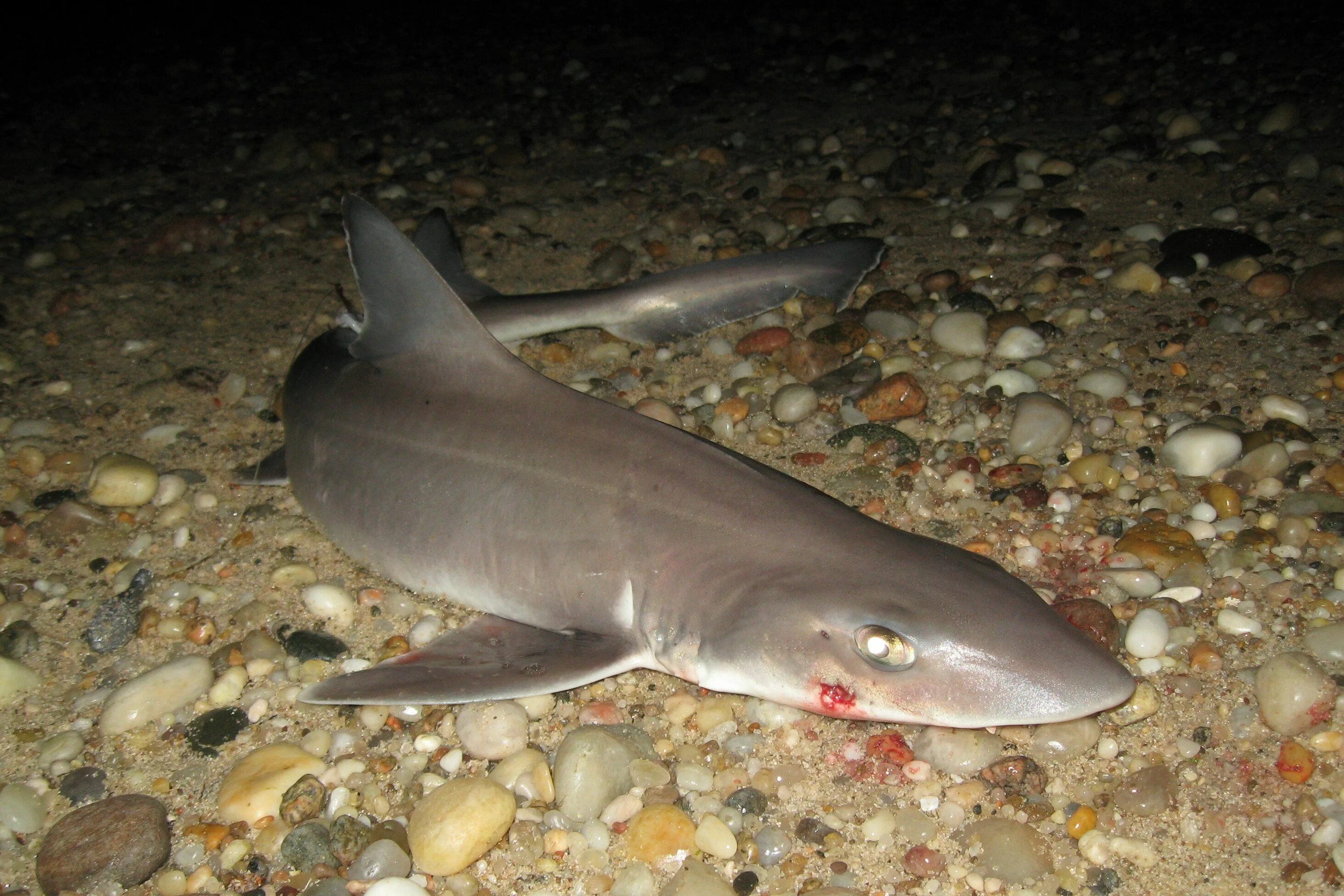 Катран в черном море фото Smooth Dogfish Shark Fish - 3 a day! 10272332@N00 Dogfish shark, Shark, Fish