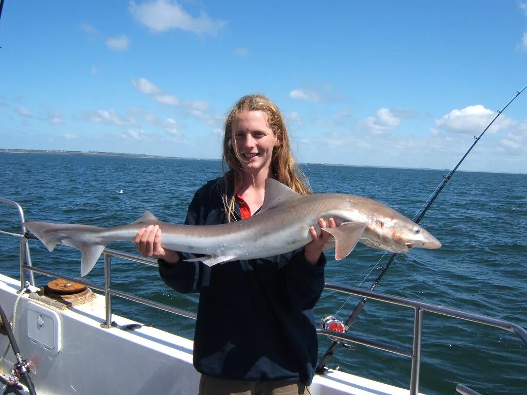 Катран в черном море фото Abe with tope - Ireland 2007 Abe with tope - the Shannon E. Flickr