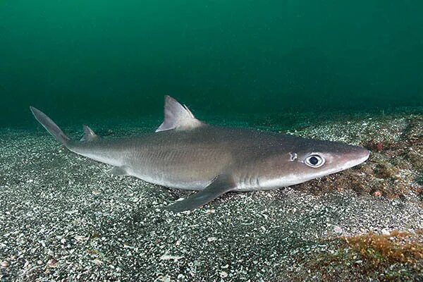 Катран в черном море фото В Черном море найден огромный катран Вестник Кавказа