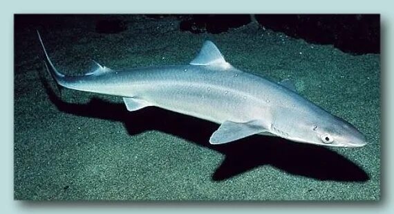 Катран в черном море фото Pin on Sharks & Rays Elasmobranchii Dogfish shark, Zoo animals photos, Spiny dog