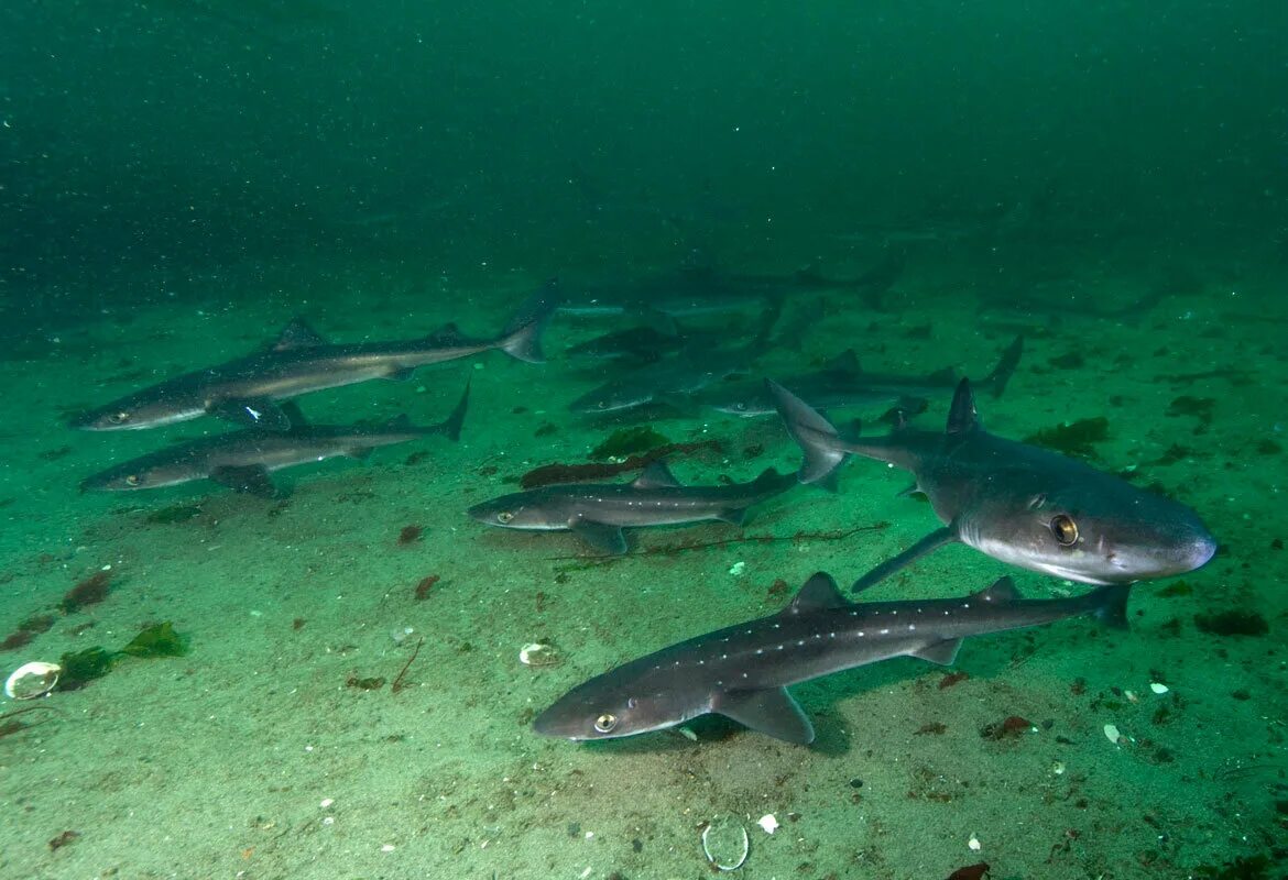 Катран в черном море фото Водятся ли на самом деле акулы в Чёрном море? Путешествуем из дома Дзен