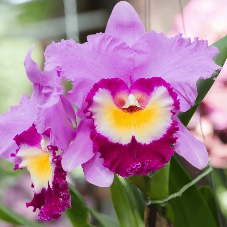 Каттлея фото уход в домашних Hawaiian Cattleya Orchid in a 2 inch starter pot - Best Hawaiian Plants from Kan