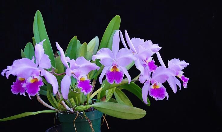 Каттлея фото уход в домашних Cattleya warscewiczii 'Pink' Orchid Plant