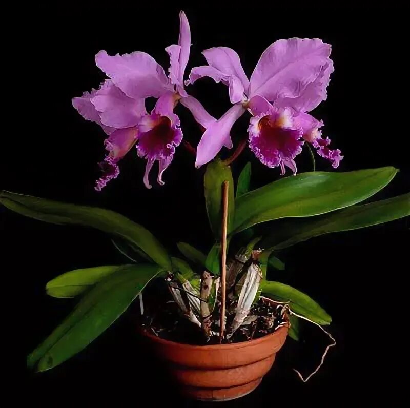 Каттлея фото уход в домашних CATTLEYA LABIATA Orquídeas roxas, Flores bonitas, Orquídeas