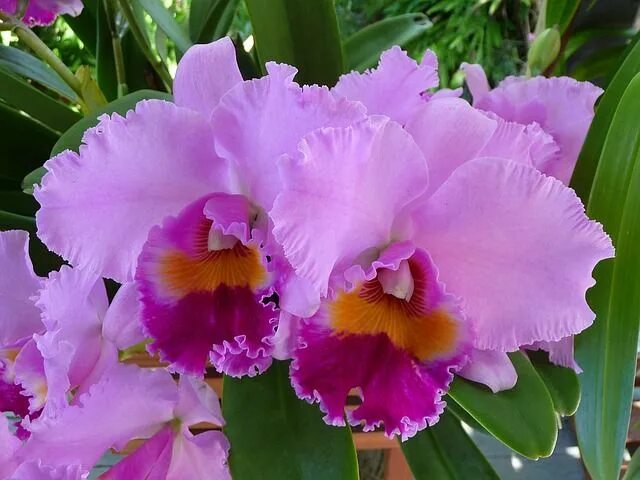 Каттлея фото уход в домашних Cattleya Orchid Tipos de orquídeas, Orquídeas, Orquídeas dendrobium