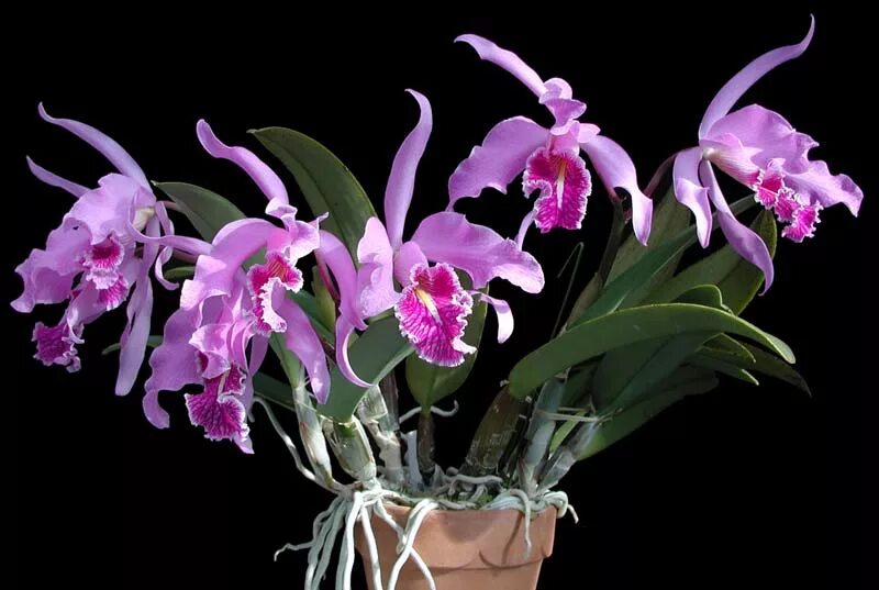 Каттлея уход в домашних условиях фото Cattleya maxima Passiflora.ru - Сервис коллективных заказов