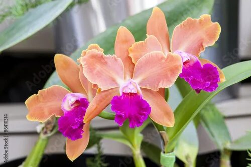 Каттлея уход в домашних условиях фото Cattleya sp. - Buy this stock photo and explore similar images at Adobe Stock Ad