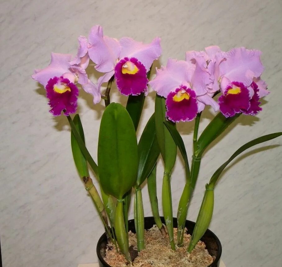 Каттлея уход в домашних условиях фото BLC Cattleya Orchid Seeds Most Fragant Orchid Huge Flowers - Etsy Orchid seeds, 