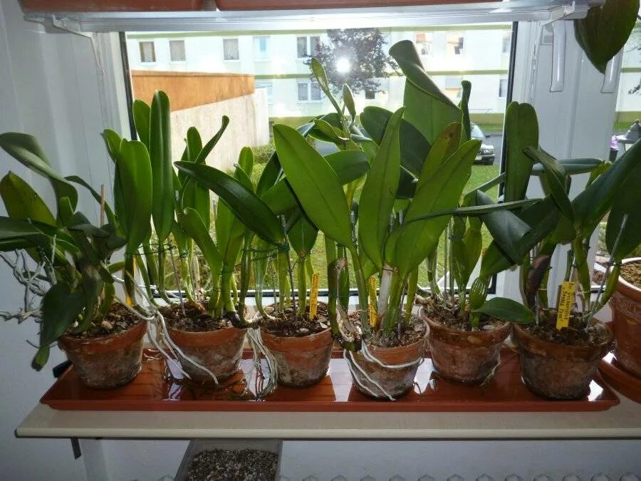 Каттлея уход в домашних условиях фото Орхидея Каттлея: уход в домашних условия, фото, виды, пересадка и выращивание