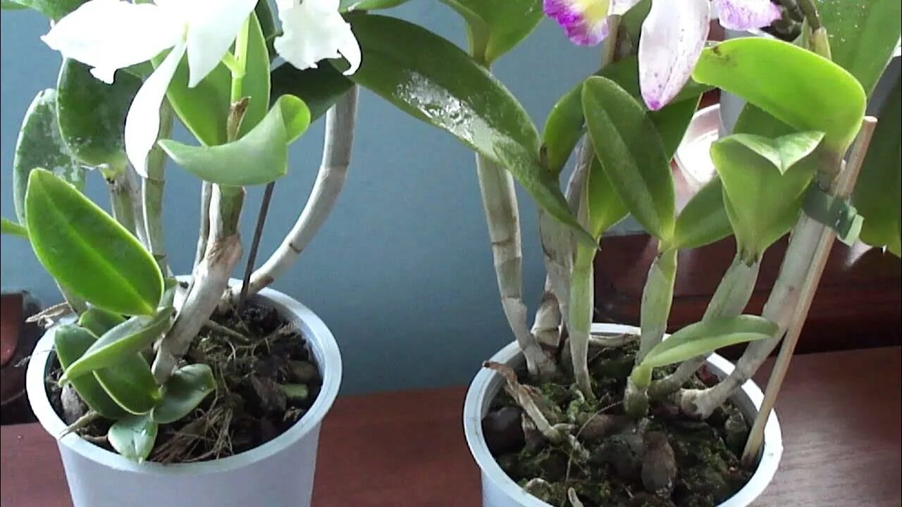 Каттлея уход в домашних условиях фото Орхидея -Каттлея. Когда поливать, удобрять. - YouTube