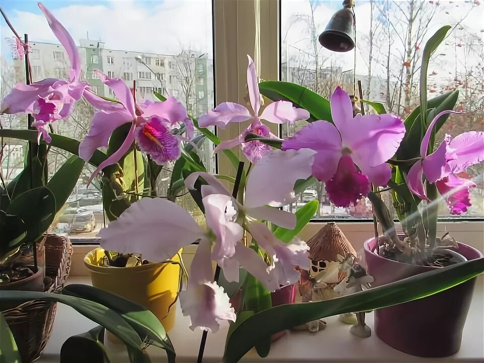 Каттлея уход в домашних условиях фото Cattleya labiata - Страница 3 - OrchidDream