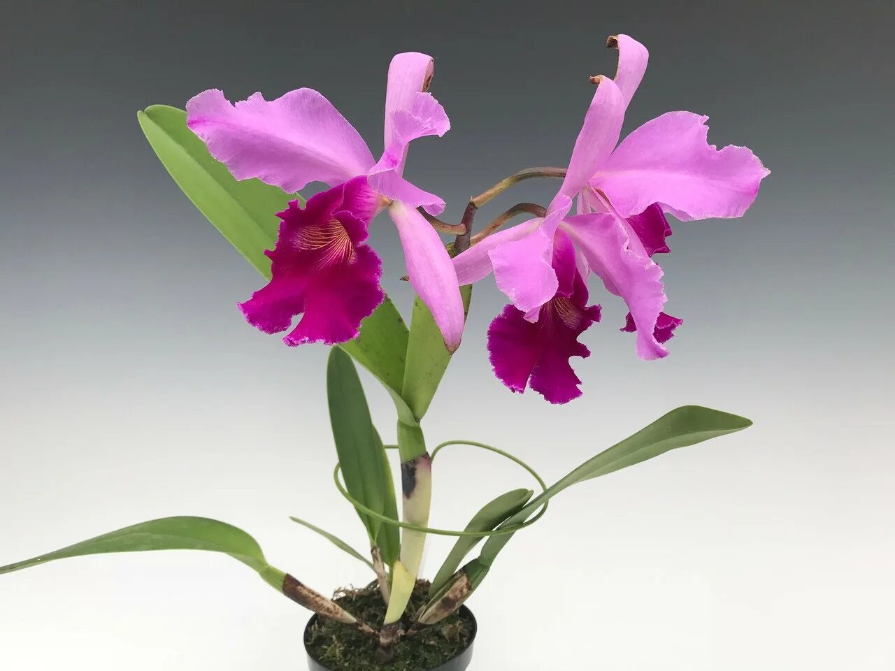 Каттлея уход в домашних условиях фото Cattleya Semontiana (warscewiczii 'Hartmans #9' x aurea var. chrysotoxa 'Red Vel