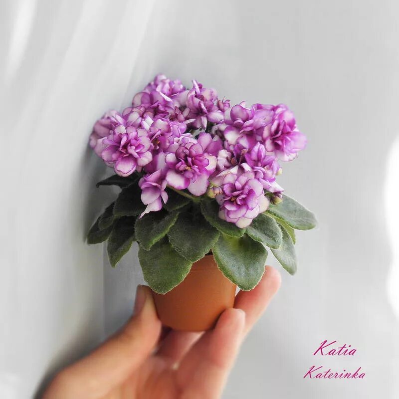 Катя фиалка фото Virtual Violet :: Просмотр темы - Katia (S.Sorano)