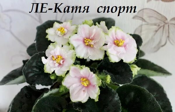 Катя фиалка фото "Спортивные достижения" или самые красивые сенполии спорты - Страница 16 - Форум