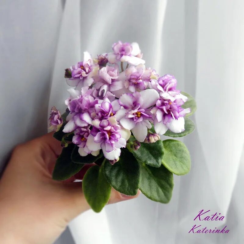 Катя фиалка фото Katia (миниатюра) (л/ср) - код Ф951