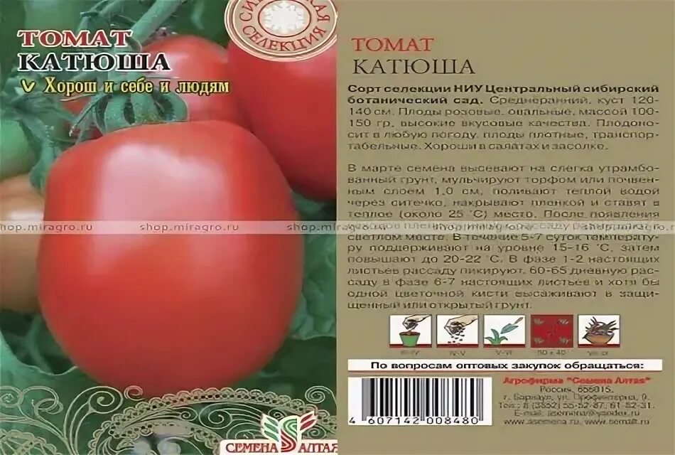 Катя томат описание фото отзывы характеристика ✅ Tomato Katyusha: caratteristiche e descrizione della varietà, resa foto recens