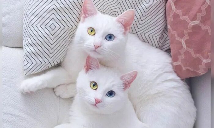 Кау мани котята фото Cat Twin Sisters With Rare Eye Condition Have 2 Different-Color Eyes, Garner Fam