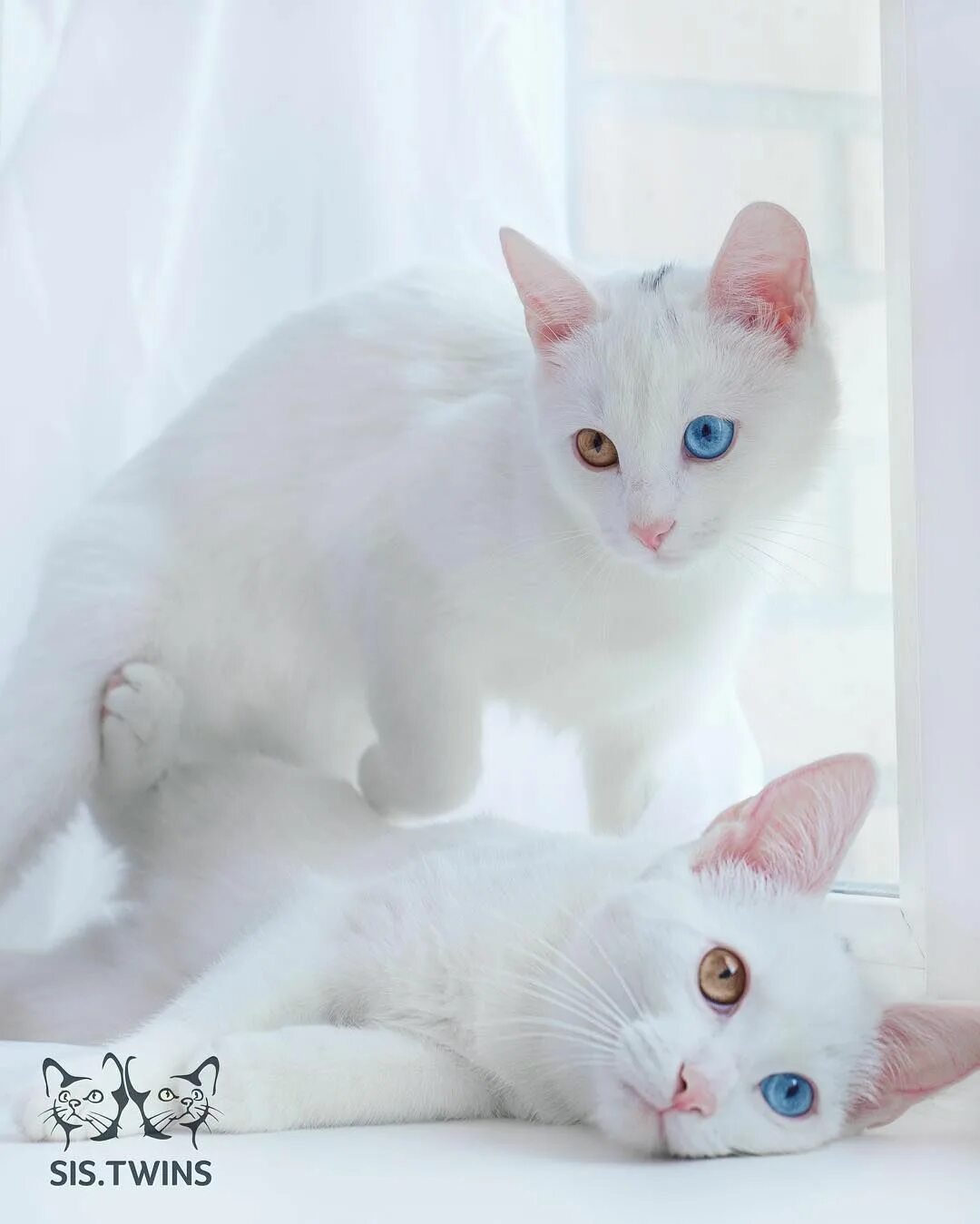 Кау мани котята фото The Sis Twins Are the Prettiest Cats on Instagram - White Cats With Heterochromi