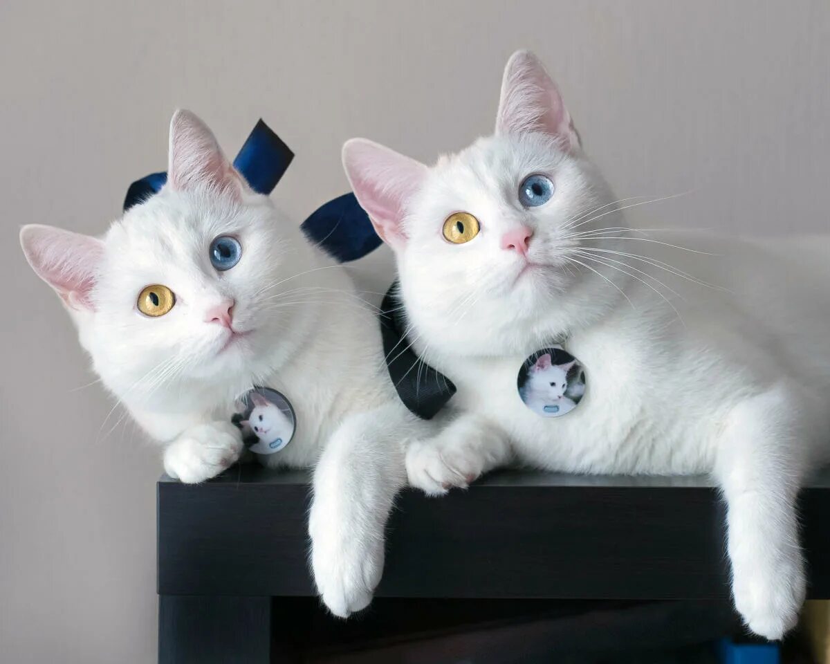 Кау мани котята фото PHOTOS: Adorable twin cats showcase their fascinating eye colors