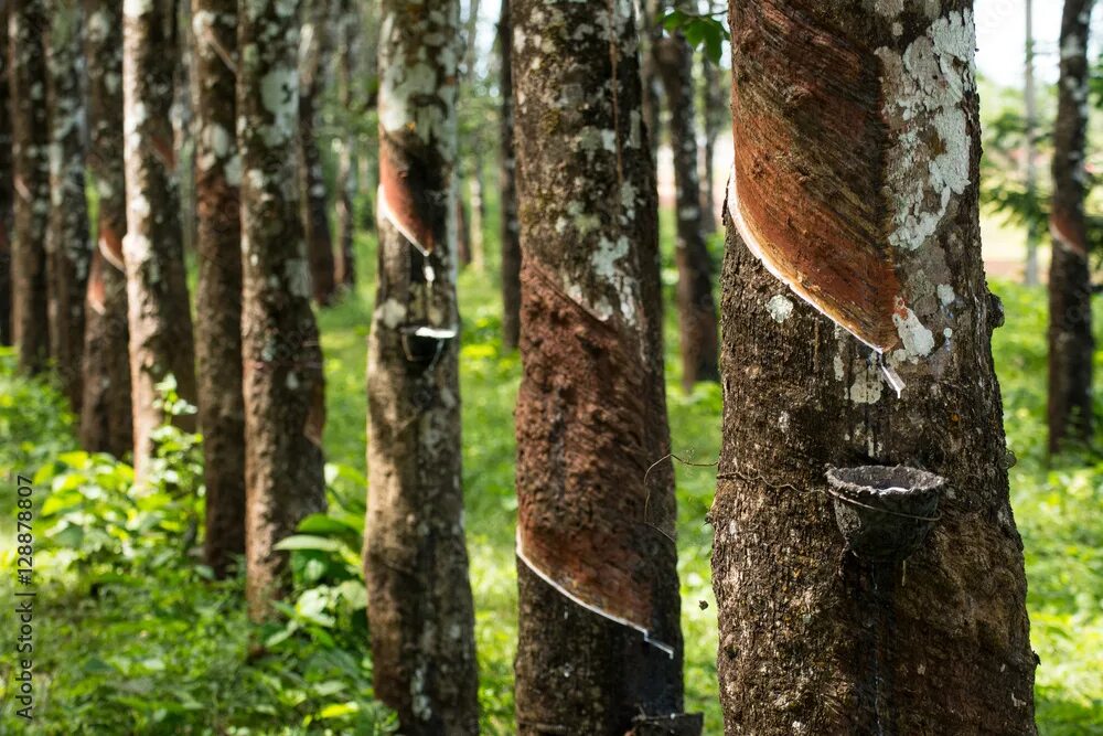 Каучуковое дерево фото Rubber plantation lifes, Rubber plantation Background, Rubber trees in Thailand.