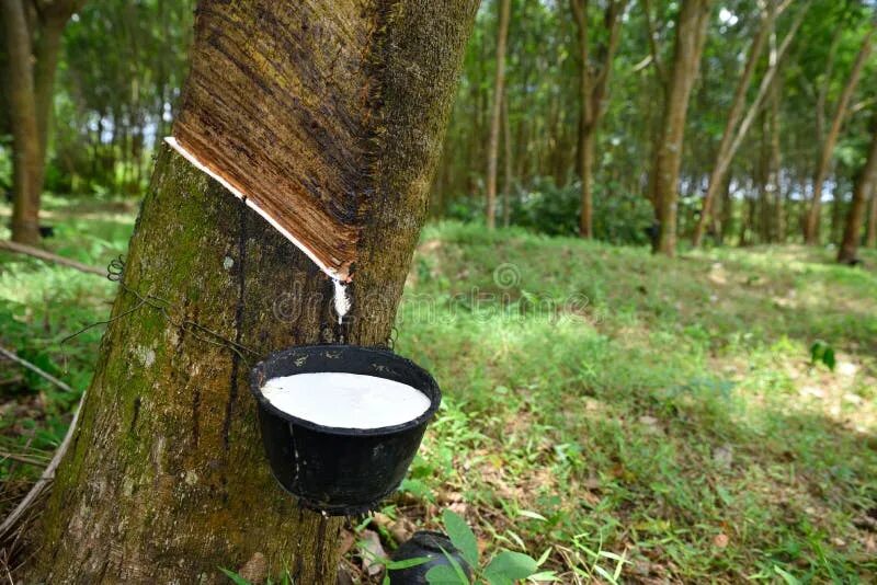 Каучуковое дерево фото Rubber Tree with Bowl for Latex Milk at Tropical Plantation. Thailand Stock Imag