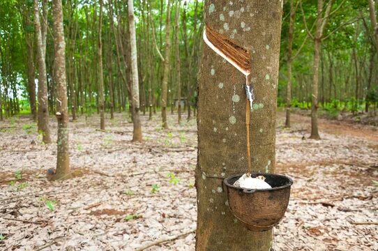 Каучуковое дерево фото Latex Tree Зображення - огляд 9,462 Стокові фото, векторні зображення й відео Ad