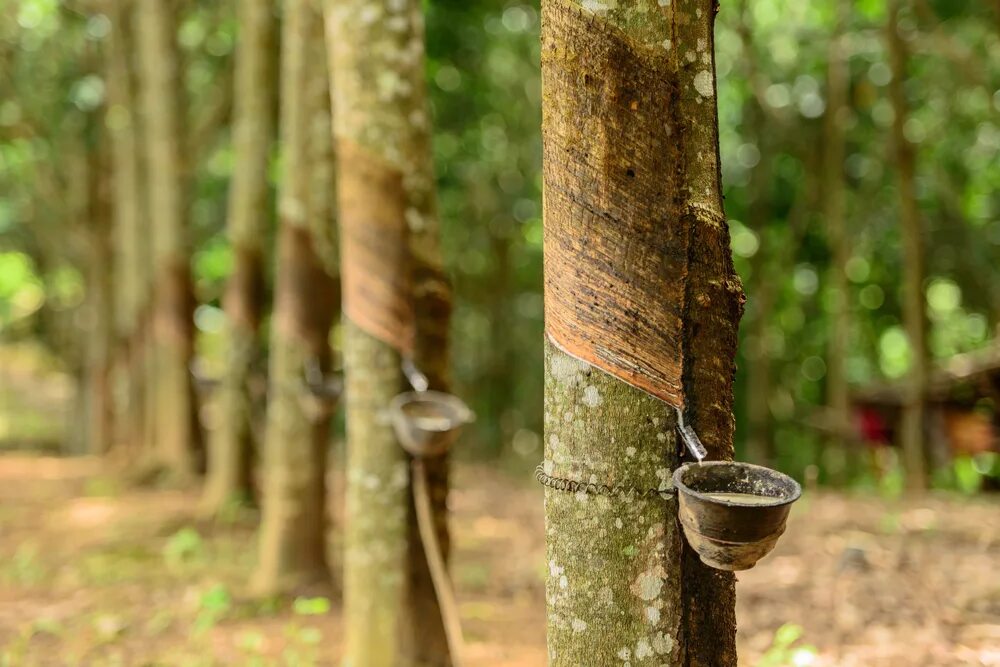 Каучуковое дерево фото Malaysia's natural rubber production continues to rise European Rubber Journal