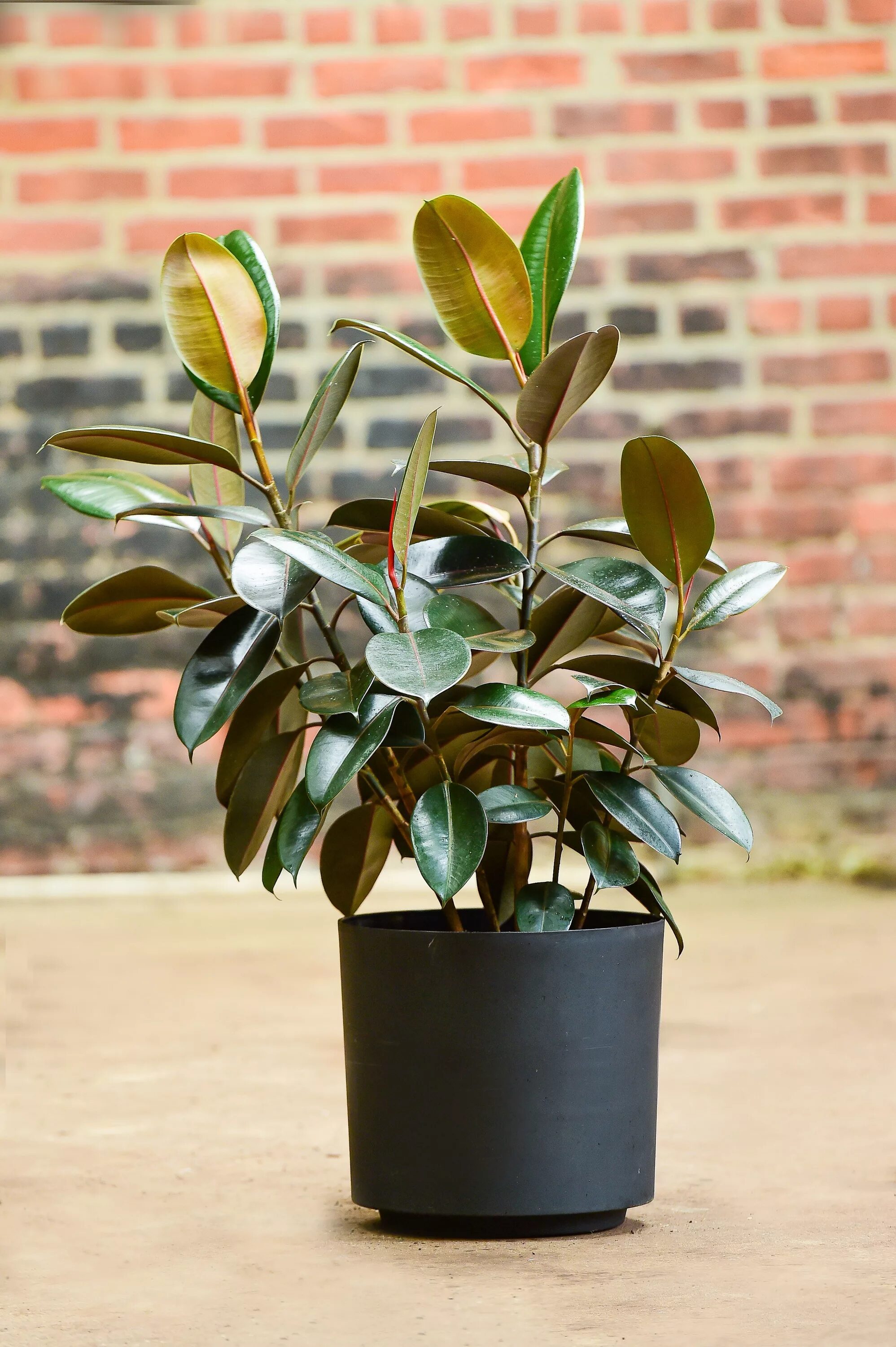 Каучуковый фикус фото Ficus elastica (Rubber Tree Plant) Rubber tree plant, Trees to plant, Ficus elas