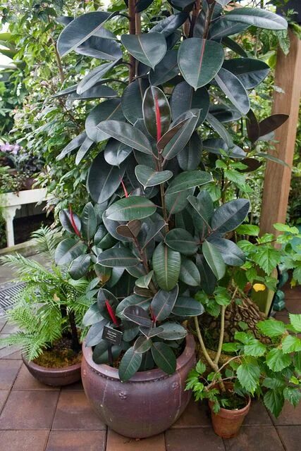 Каучуковый фикус фото Rubber Plant Plants, Indoor plants, Rubber plant